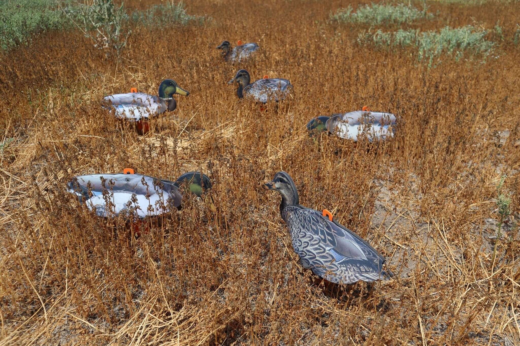 Mallard Duck Decoys – Collapsible Full Body Mallard Decoys For Hunting