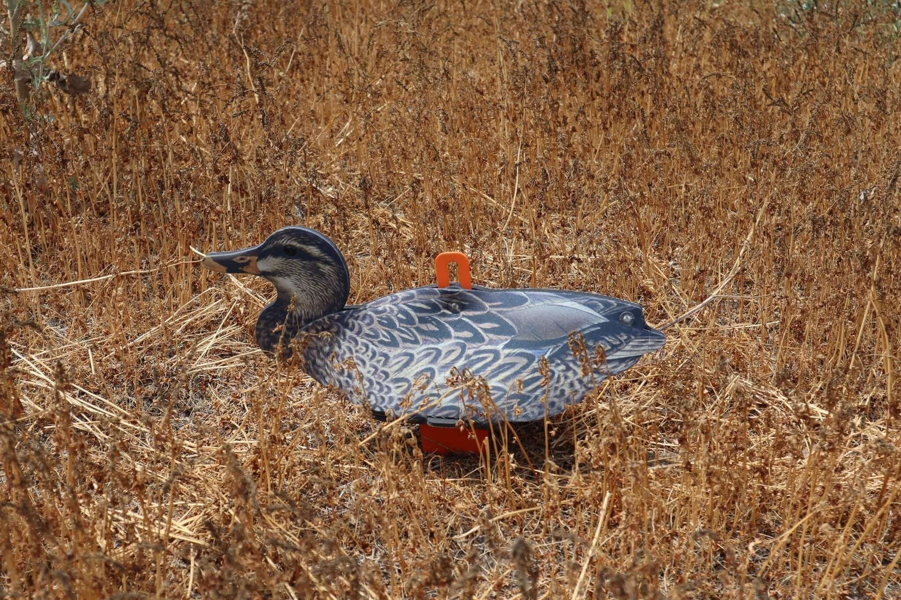 Mallard Duck Decoys – Collapsible Full Body Mallard Decoys For Hunting