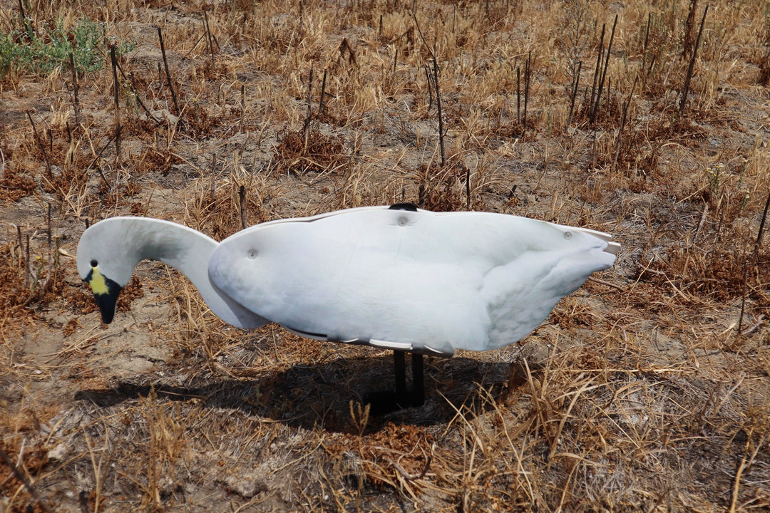 Tundra Swan Decoy - 6 Collapsible Full Body Swan Decoys