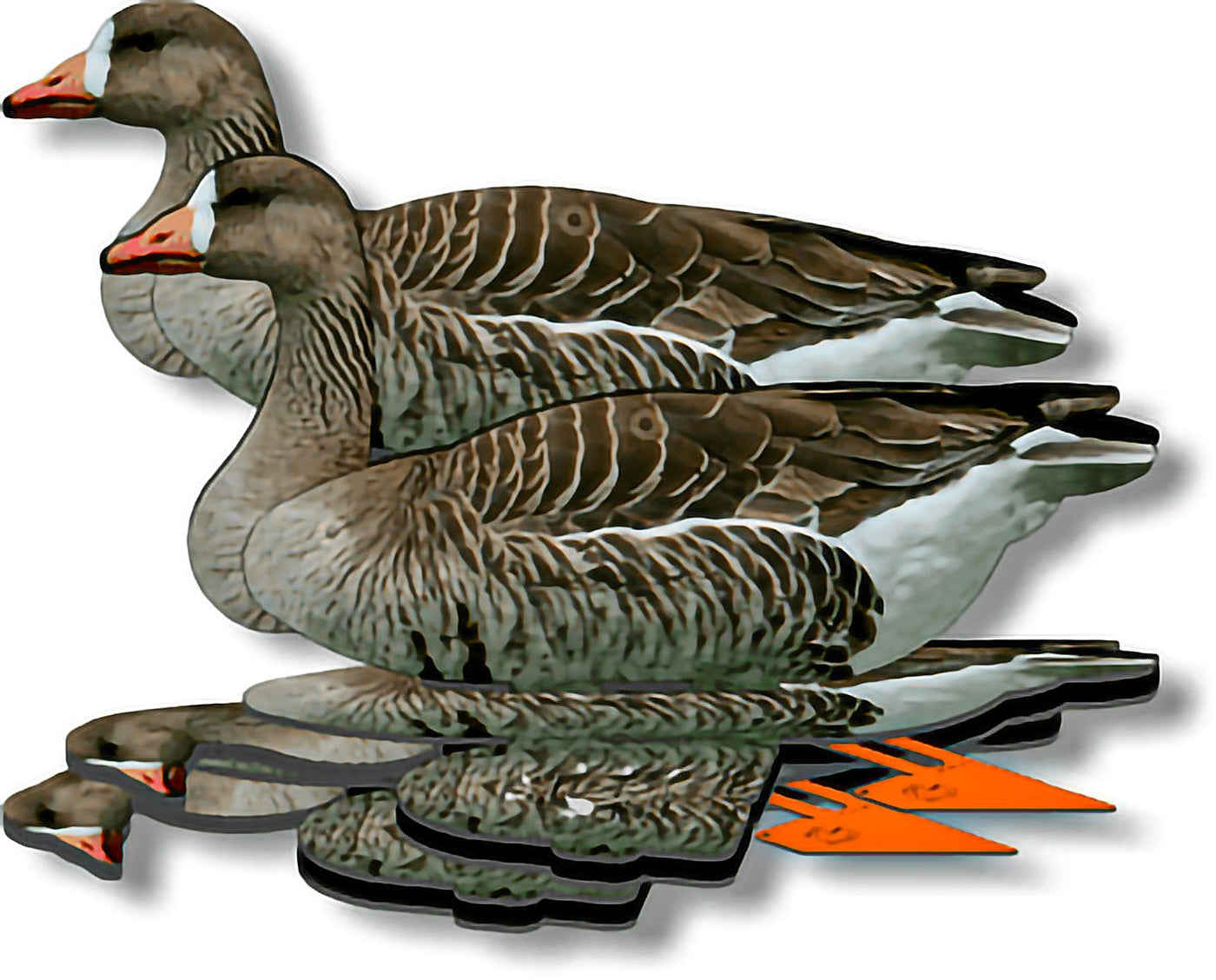 Speckle Belly (White Front) Decoy – 6 Foldable and Collapsible Full Body Decoys (6 Decoys) - Fold Up Decoy